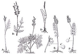 Botrychium (genus).jpg