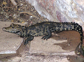 Тупорылый крокодил