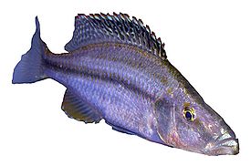 Dimidiochromis compressiceps.jpg