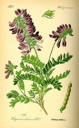 Illustration Hedysarum hedisaroides0.jpg
