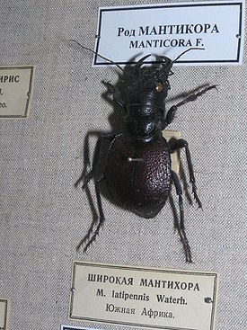 Мантикоры (жуки)
