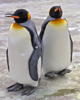 Penguins Edinburgh Zoo 2004 SMC.jpg