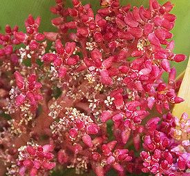 Richea pandanifolia Flowers-2.jpg