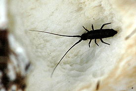 Entomobryomorpha
