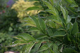 Amorphophallus konjac leaves top.JPG