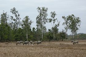 Дикие водяные буйволы в Каттьене
