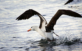 Чернобровый альбатрос