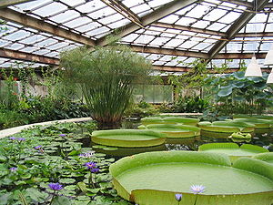 Ботанический сад Санкт-Петербурга,  оранжерея водных растений