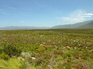 Fynbos-landscape-2.jpg