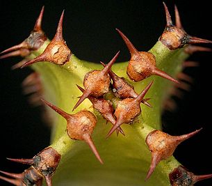 Euphorbia canariensis5 ies.jpg