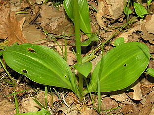 Platanthera bifolia lapai.JPG