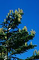 Abies nebrodensis foliage cones.jpg