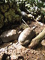 Red-footed Tortoise in Barbados 01.jpg